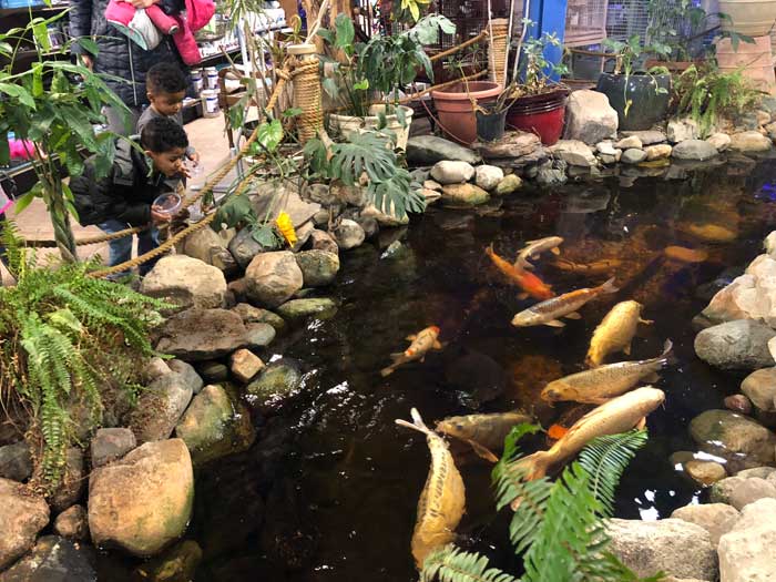 Kids-looking-in-the-koi-pond-indoor-at-Preuss-Pets