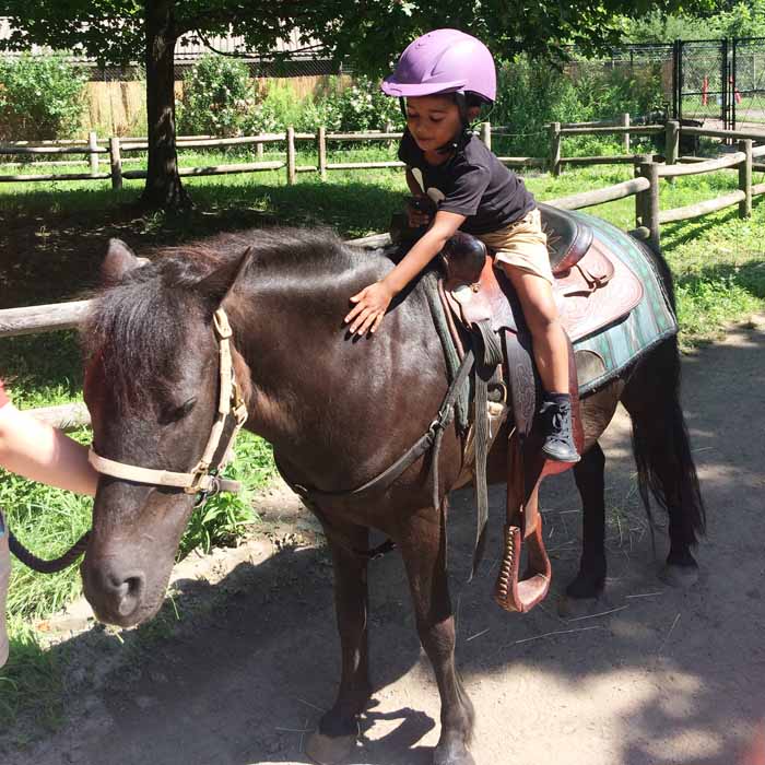 Potter-Park-Zoo-Kids-Lansing-Outdoor-Horse