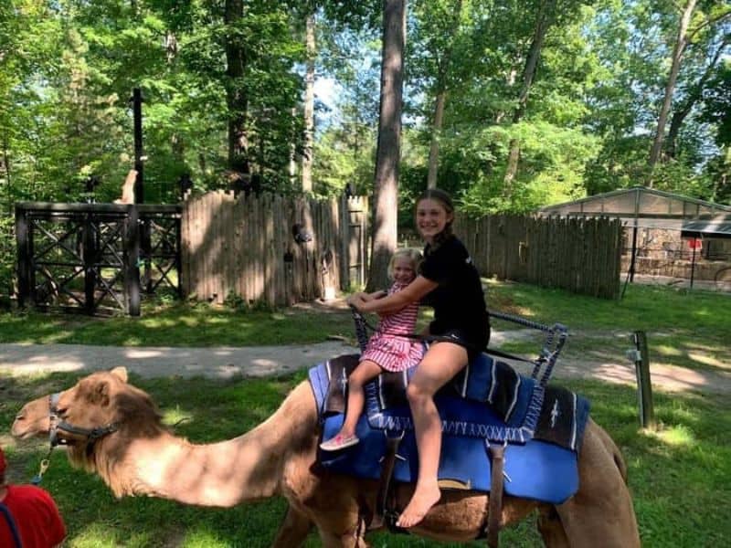 Potter Park Zoo - Camel Ride - Kranzo