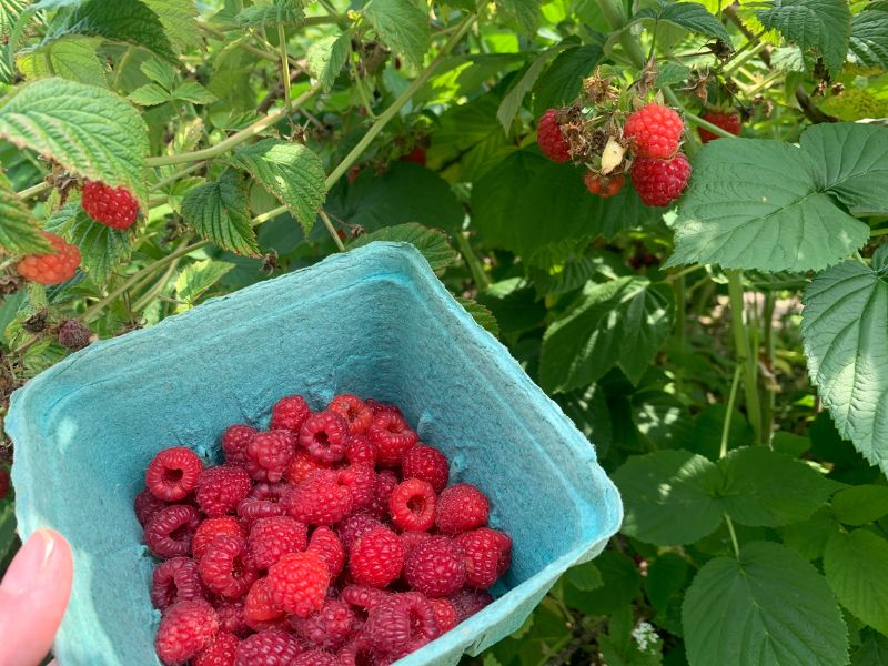 Raspberry-Picking-Upick-Michigan
