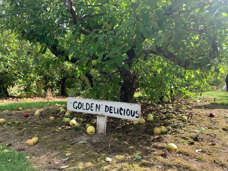 Clearview Orchards, Haslett