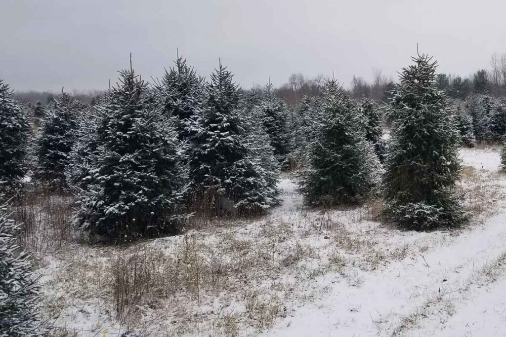 christmas tree farms : discount tree farm bath