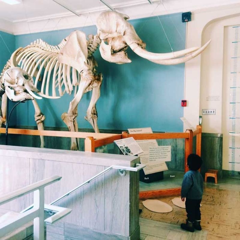 kids play places : MSU Musuem Fossil from LFF Indoor Fun Article