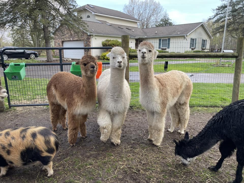 Alpacas-Great-Valley-Longnecks-Koss