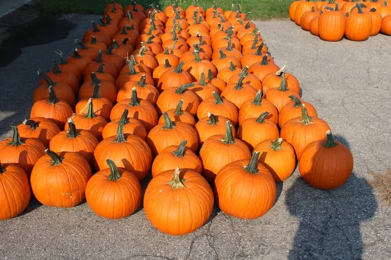 Felzke Farms Facebook Pumpkins