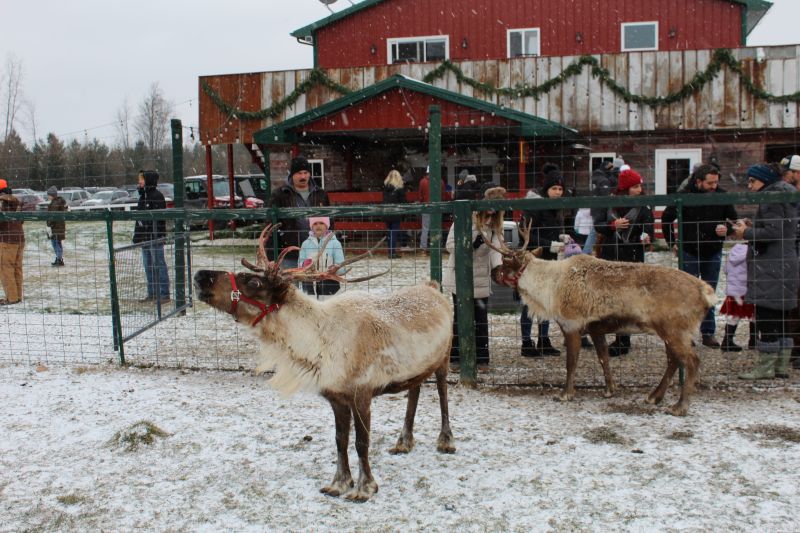 Rooftop Landing Reindeer Farm Reindeer - Facebook