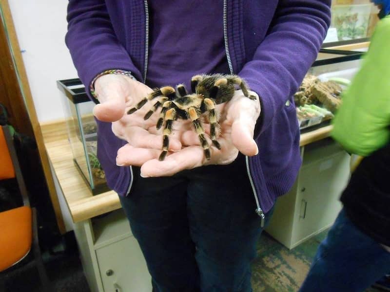 MSU Bug House Facebook