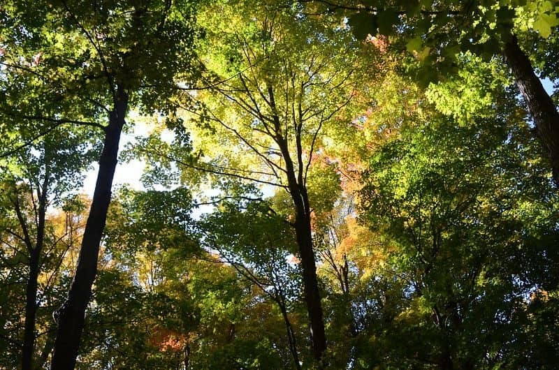 MSU Department of Forestry Baker Woodlot Facebook