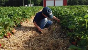 U-Pick fruit farms greater Lansing with Kids strawberry