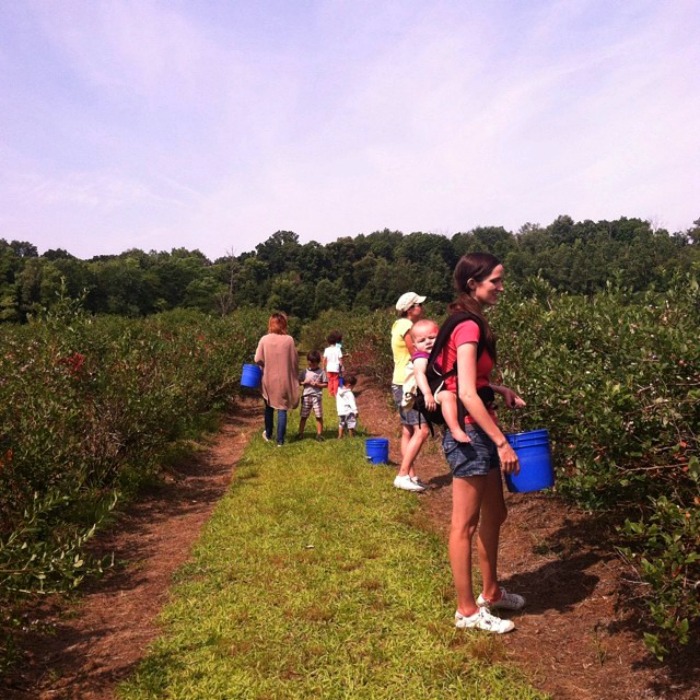 Hazen’s Farm U-Pick Blueberries howell michigan near lansing with kids mom baby Hazen's Farm U-Pick Blueberries howell michigan near lansing with kids mom baby