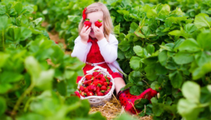 U-Pick-Berry-Picking-Feature