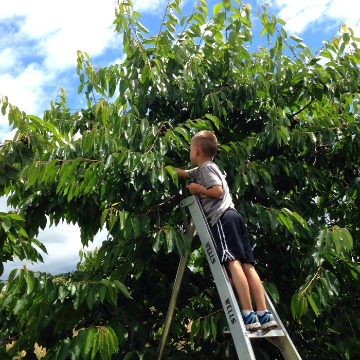 U-pick cherries with kids greater Lansing area berries farms boy U-pick cherries with kids greater Lansing area berries farms boy