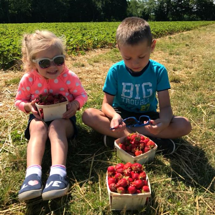 U-pick strawberries with kids greater Lansing area berries farms