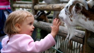 Potter Park Zoo Kids Petting Zoo _Feature Image