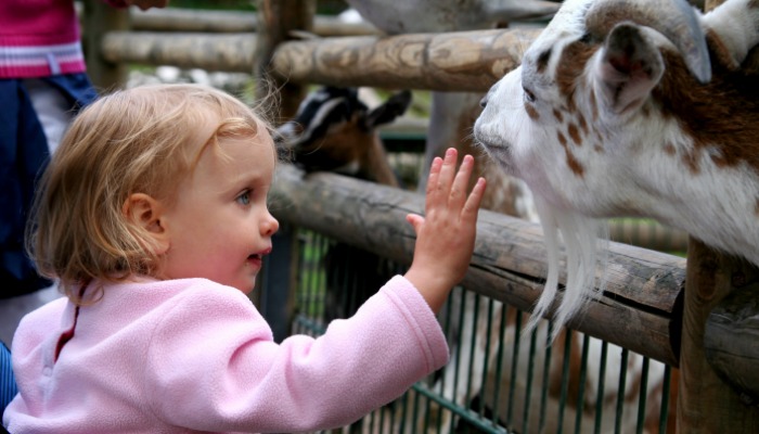 summer things to do: Potter Park Zoo Kids Petting Zoo _Feature Image