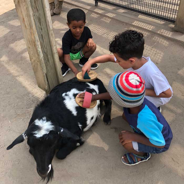 Potter-Park-Petting-Zoo-Kids-brushing-goats