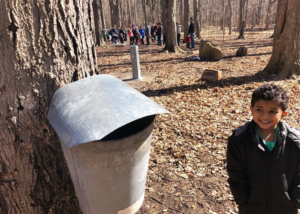 Maple-Syrup-Festival-Fenner-Nature-Center-boy-looking-at-tapped-tree