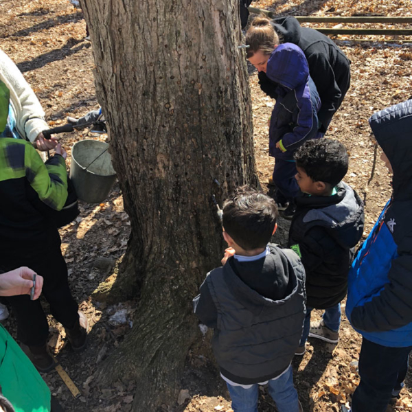 Maple Syrup Festivals and Sugar Shacks for the Lansing Area Lansing