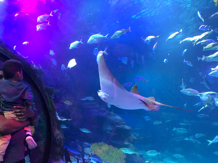 Sea-Life-Aquarium-Sting ray Sea-Life-Aquarium-Sting ray
