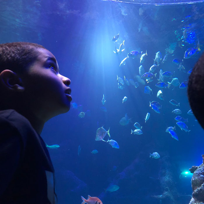 Sea-Life-Aquarium-Sharks-Sea-Turtle-Kid-Detroit
