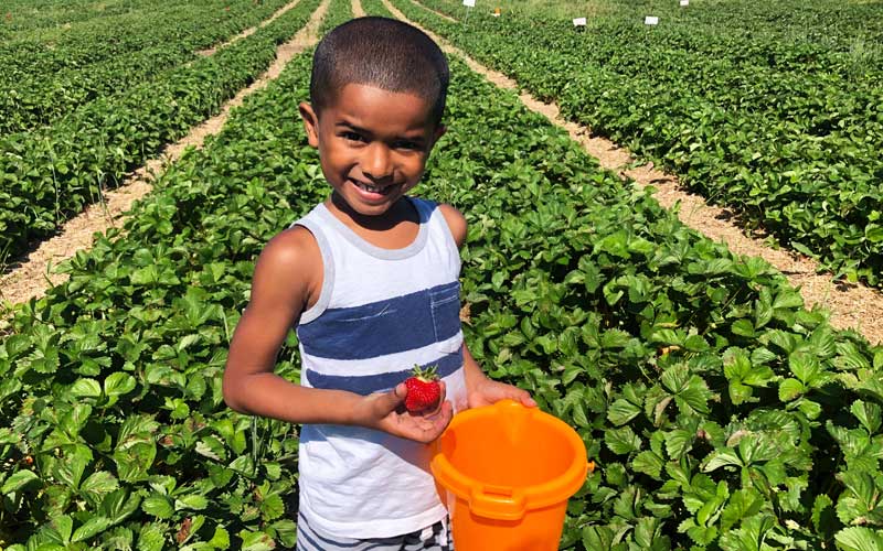 Boy-picking-strawberries-at-DeWitt-Lansing-area-farm-u-pick