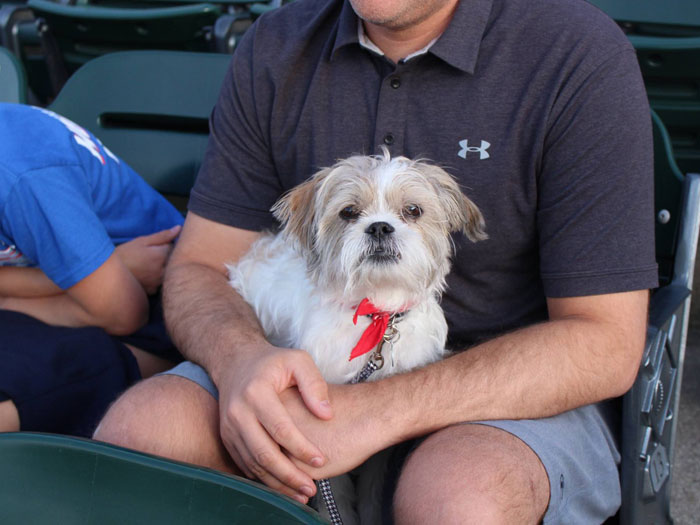 Lugnuts-game-with-dog