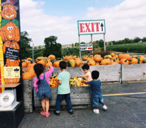 Pumpkin-Patch-Corn-maze-feature