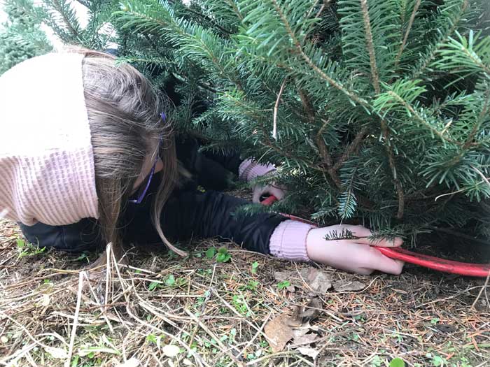 Girl-cutting-down-christmas-tree