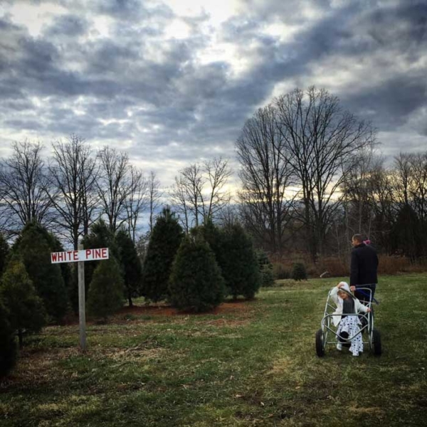 13 LansingArea Christmas Tree Farms Where to Cut Your Own Tree in
