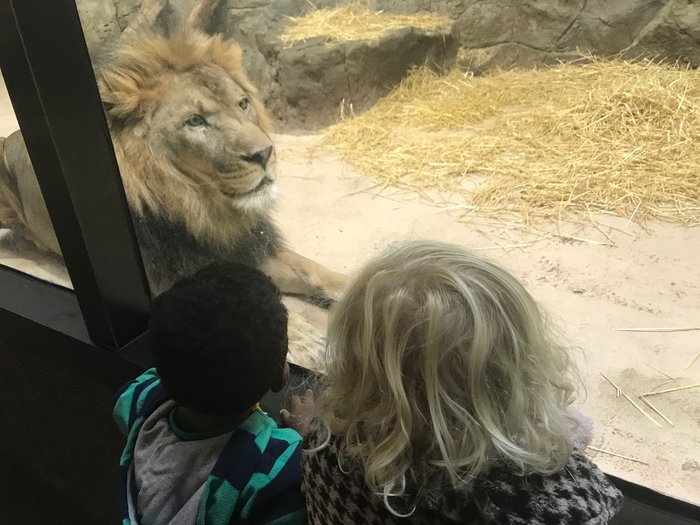 potter park zoo, zoo, kids at zoo, lion, lion exhibit