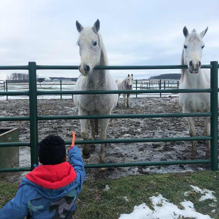 MSU-Horse-barn-in-the-winter-kid-feeding-horse-carrot