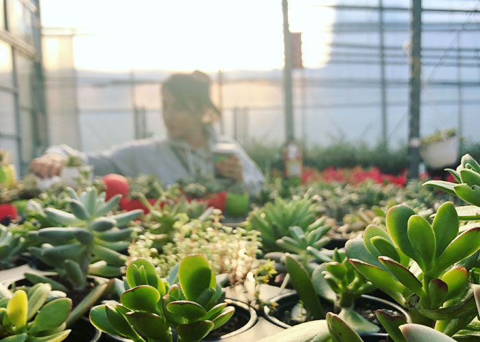 Winter-Blues-and-SAD-hacks-feature-woman-in-greenhouse-with-succulents
