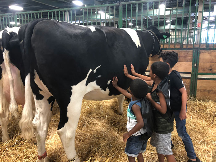 Kids-petting-a-dairy cow
