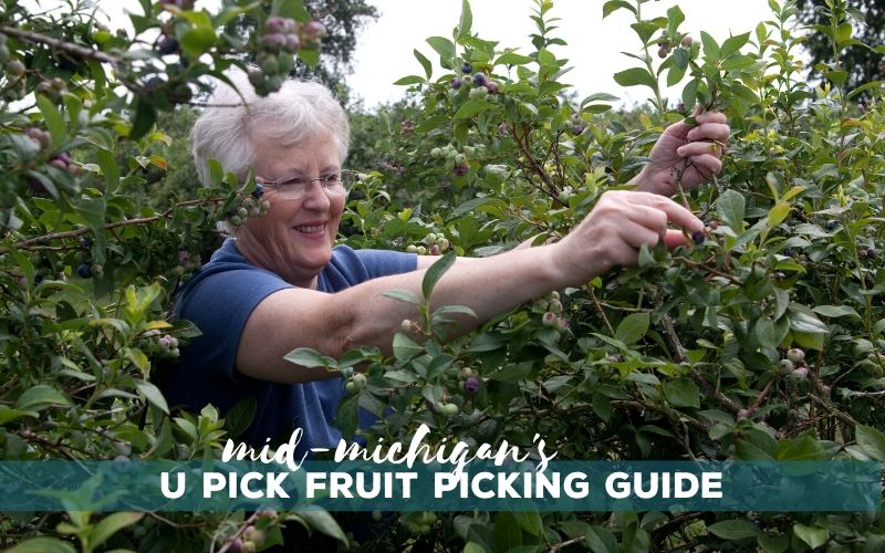mid michigan berry blueberry picking guide
