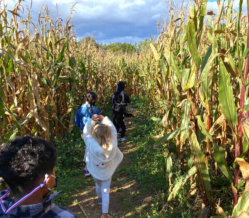 Corn Maze Corn Mazes Greater Lansing Feature